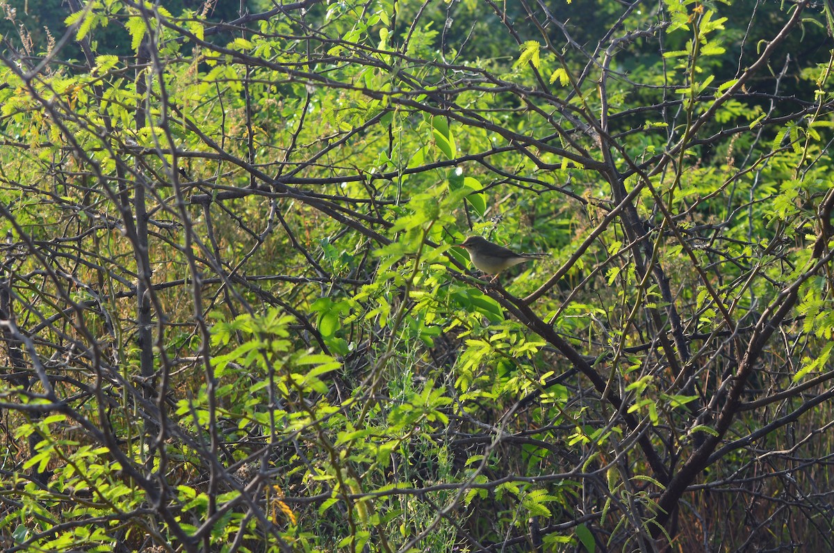 Blyth's Reed Warbler - ML308243641