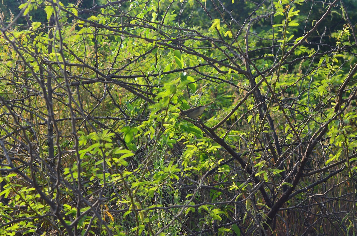 Blyth's Reed Warbler - vaazhaikumar kumar