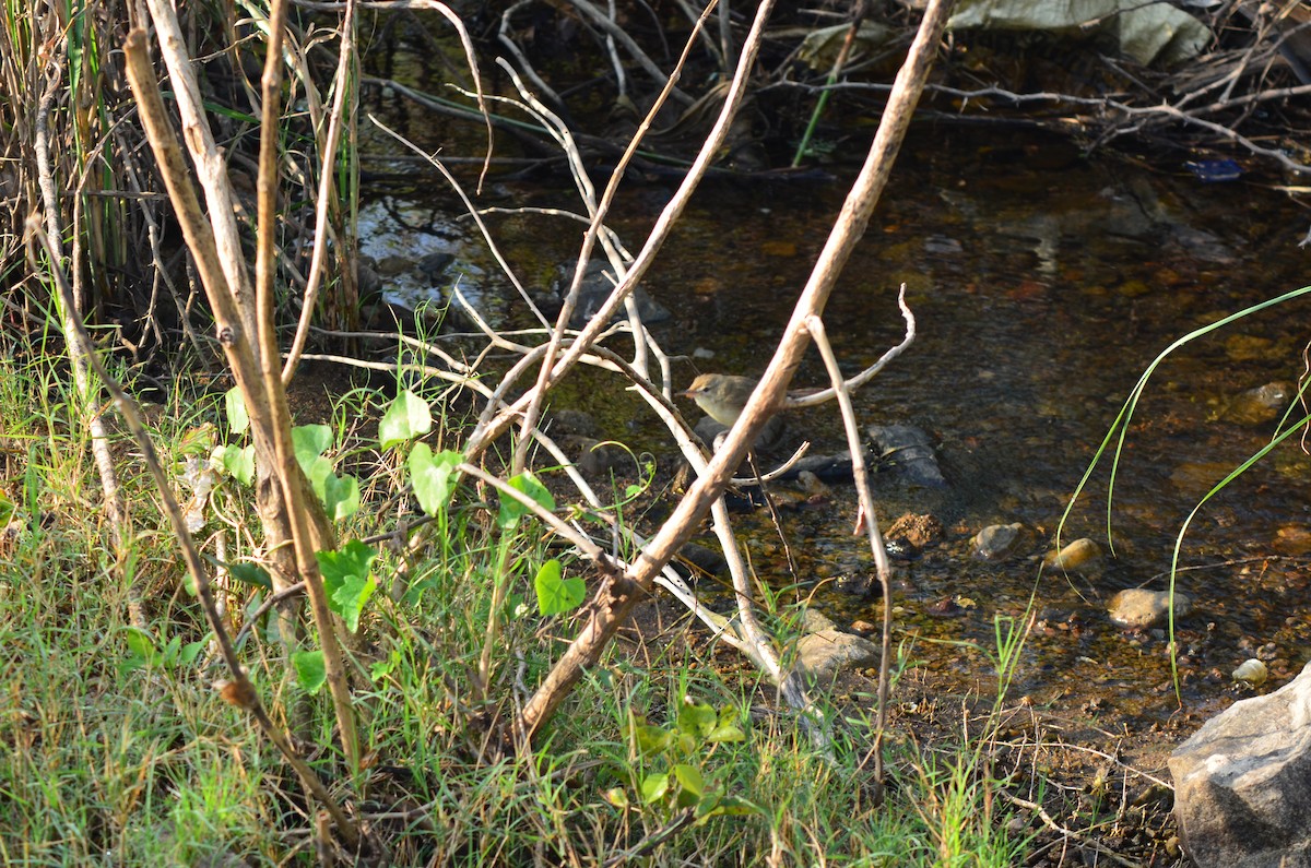 Blyth's Reed Warbler - ML308244301