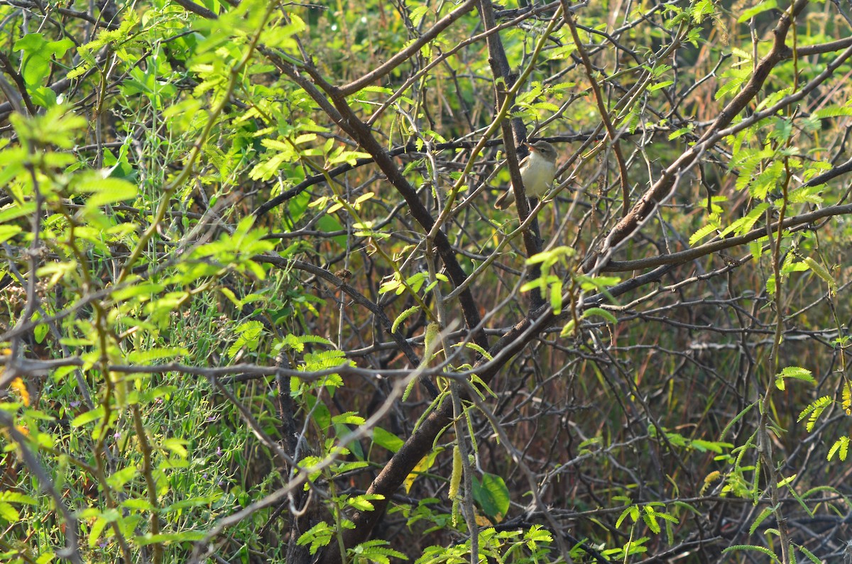 Blyth's Reed Warbler - vaazhaikumar kumar