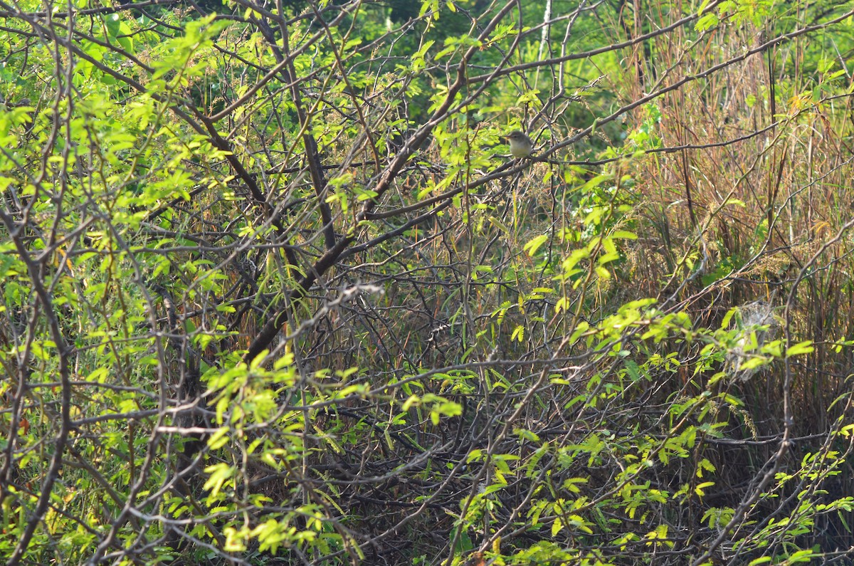 Blyth's Reed Warbler - vaazhaikumar kumar