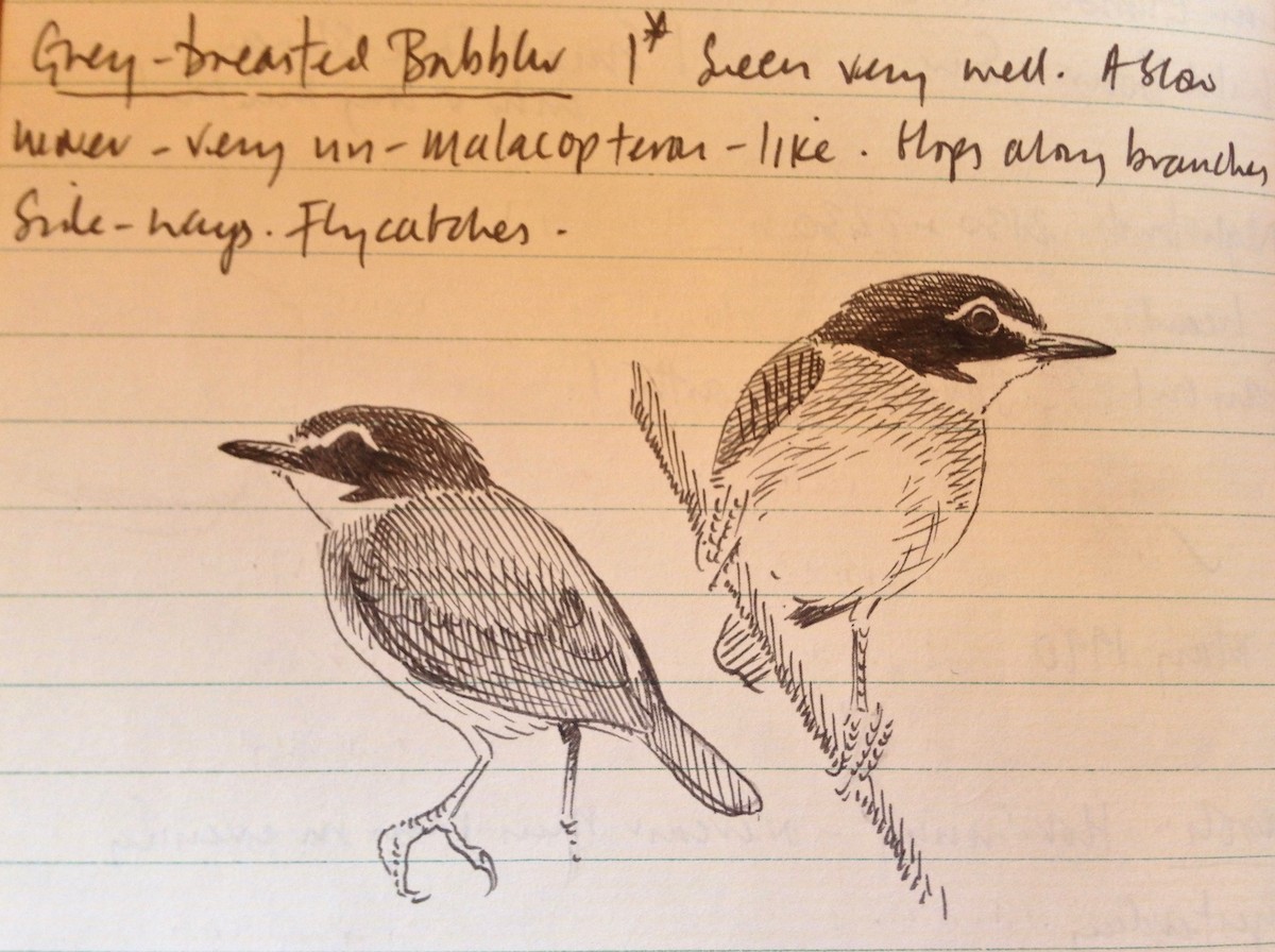Gray-breasted Babbler - ML30824751