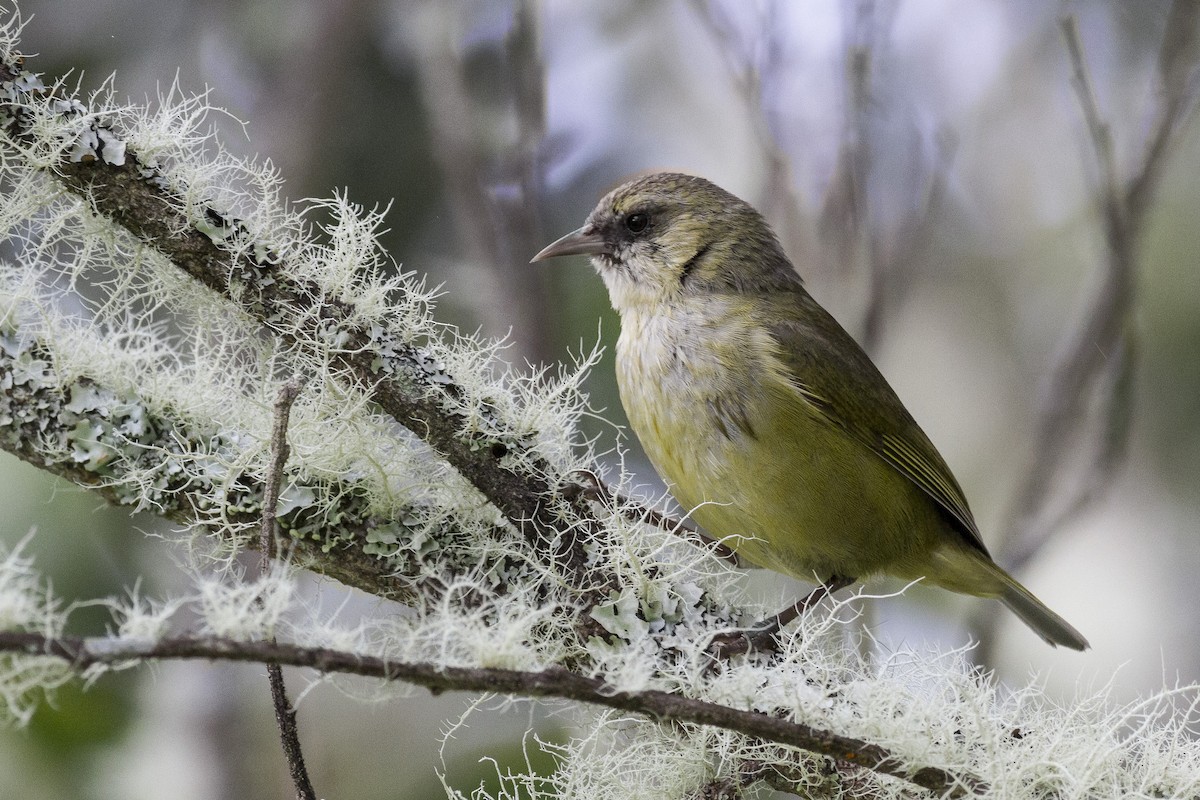 Hawaii Creeper - Jacob Drucker