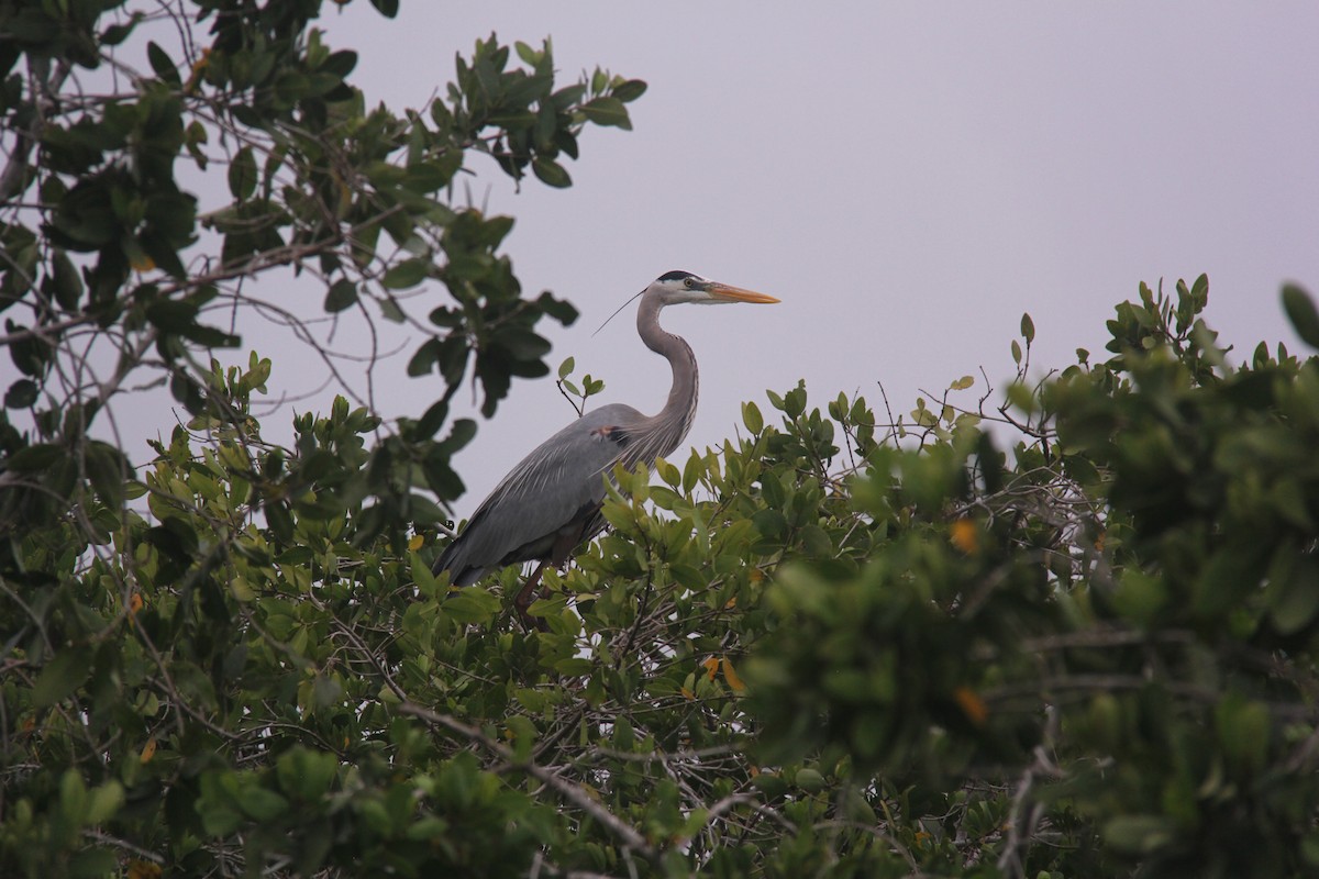 Great Blue Heron - ML308248511