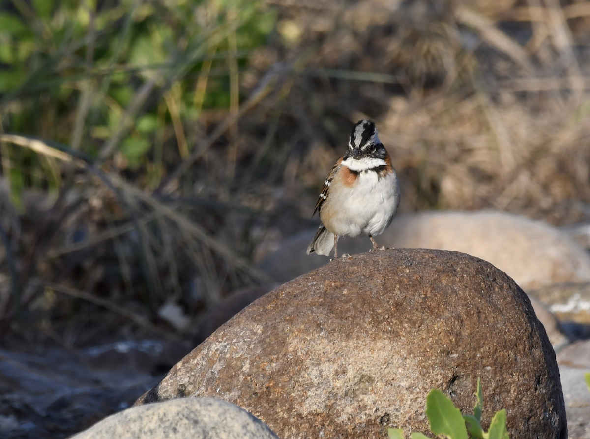 Rufous-collared Sparrow - ML308249271