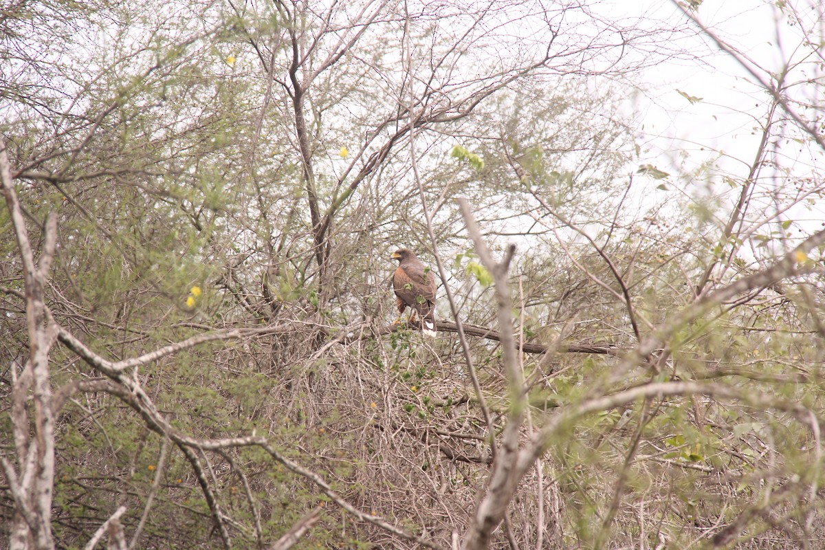 Harris's Hawk - ML308249421