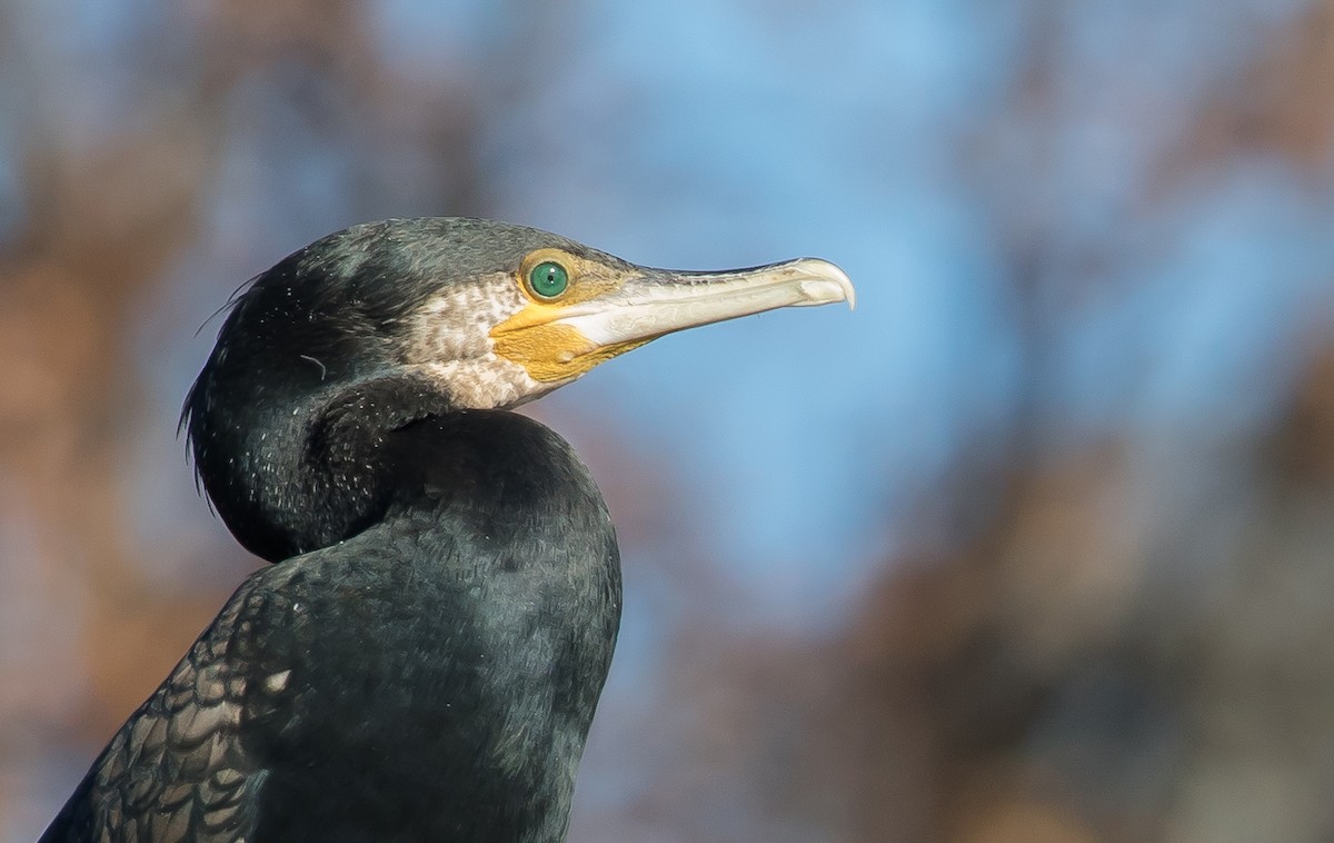 Great Cormorant - shorty w