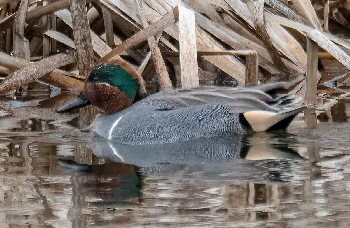 Green-winged Teal - ML308254011