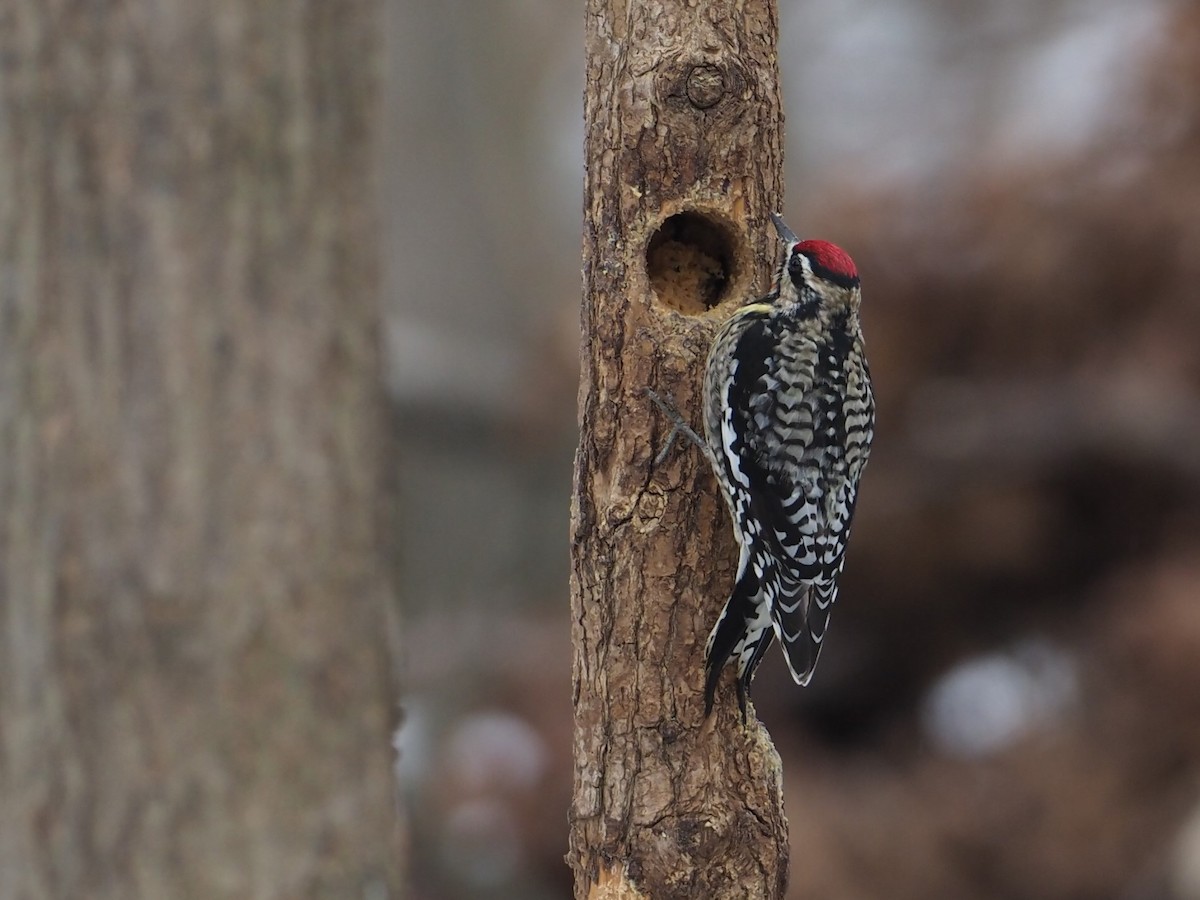 Yellow-bellied Sapsucker - ML308254421