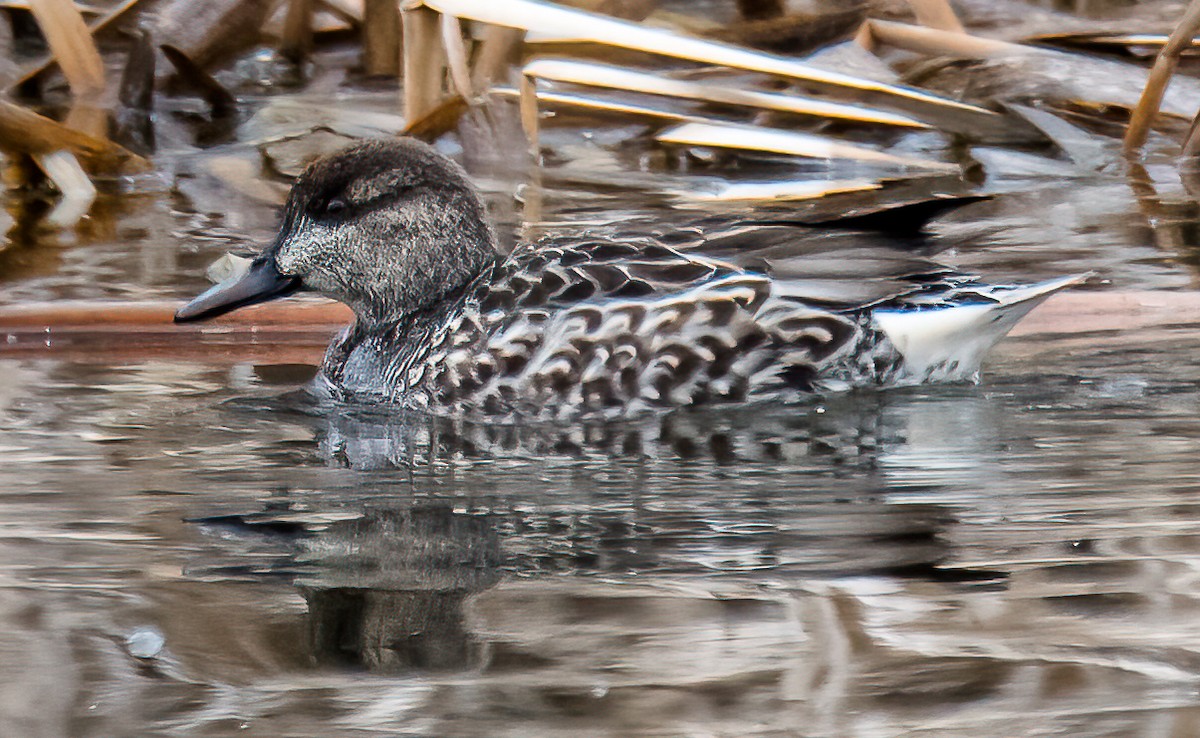 Green-winged Teal - ML308254491