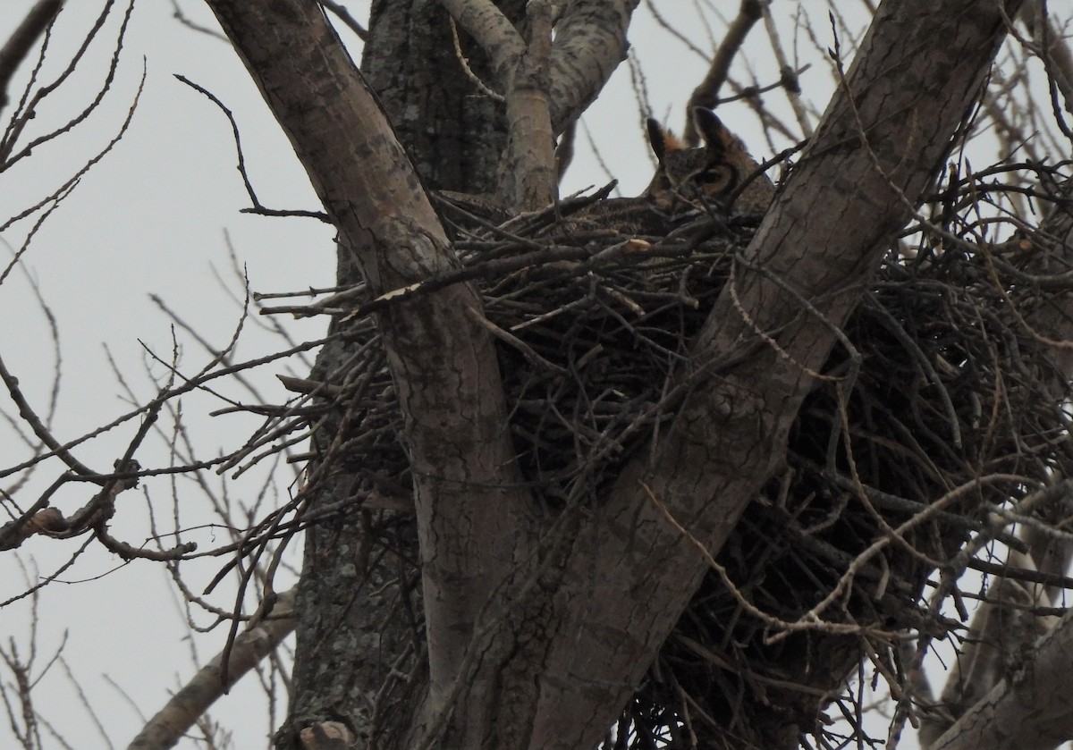 Great Horned Owl - ML308255251