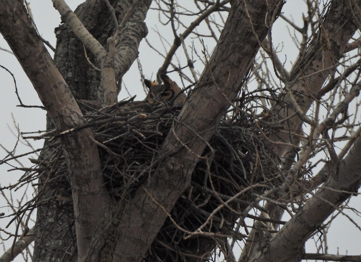 Great Horned Owl - ML308255301