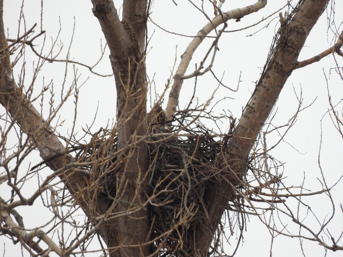 Great Horned Owl - ML308255341