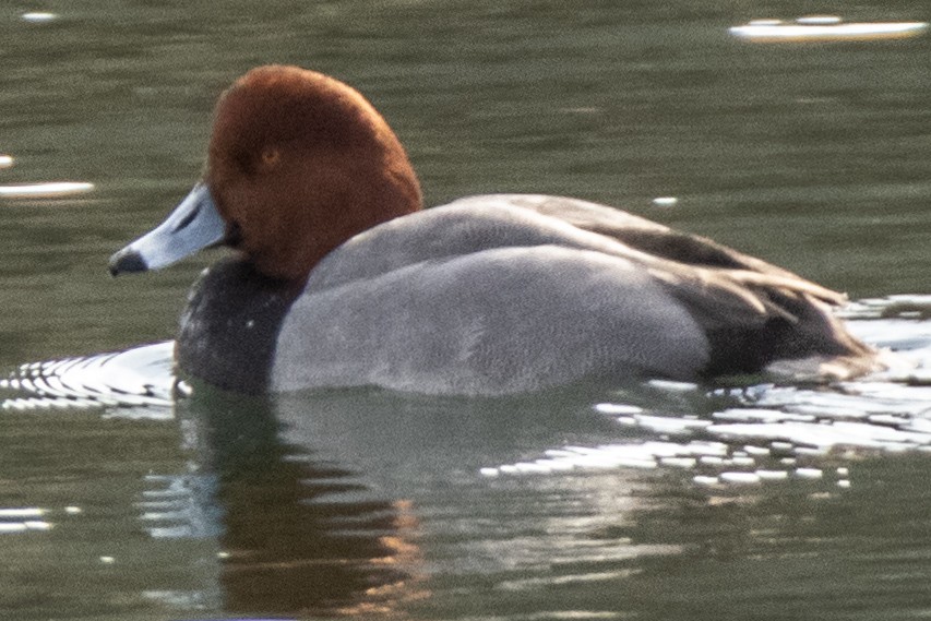 Redhead - Dale Bargmann