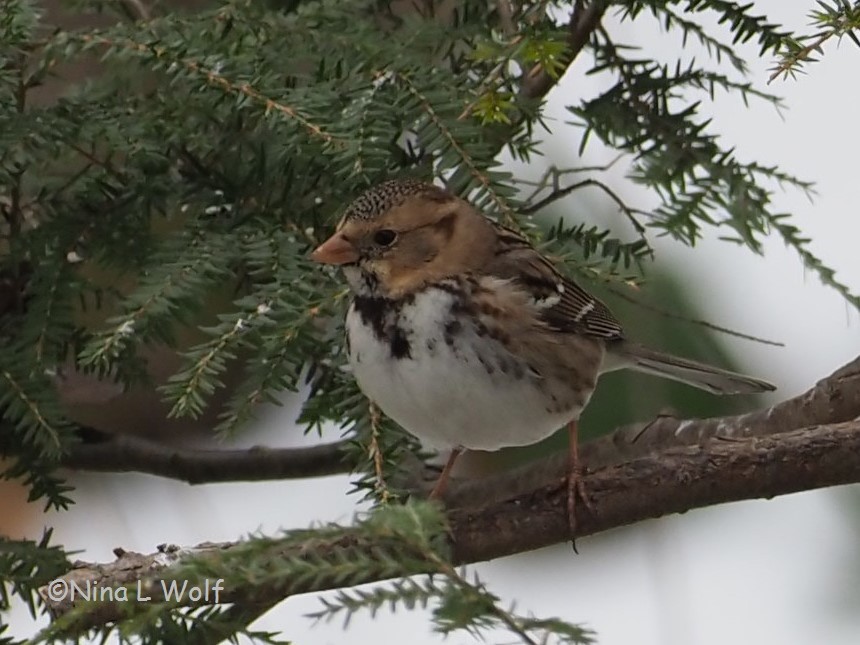 Harris's Sparrow - ML308257021