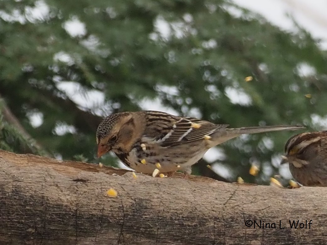 Harris's Sparrow - ML308257031