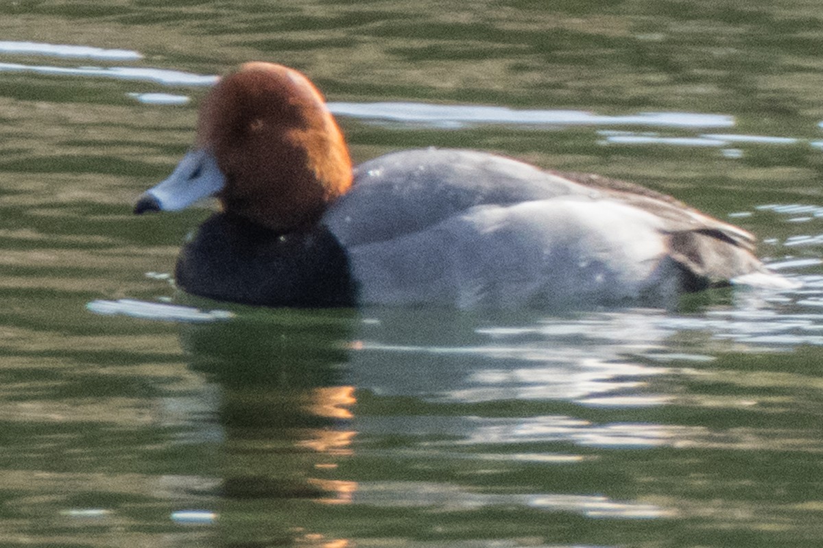 Redhead - Dale Bargmann