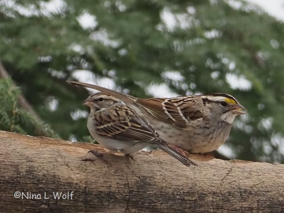 Chipping Sparrow - ML308257211