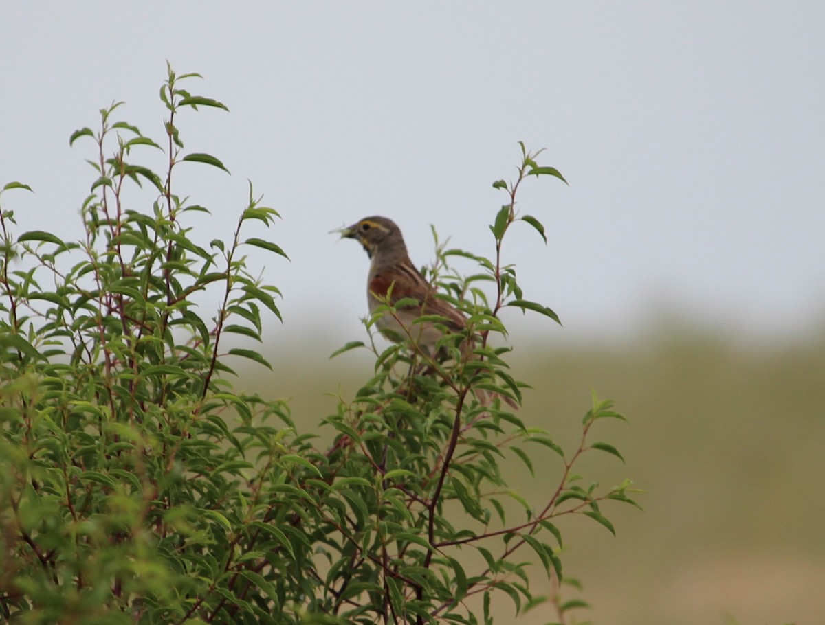 Dickcissel - ML30825941