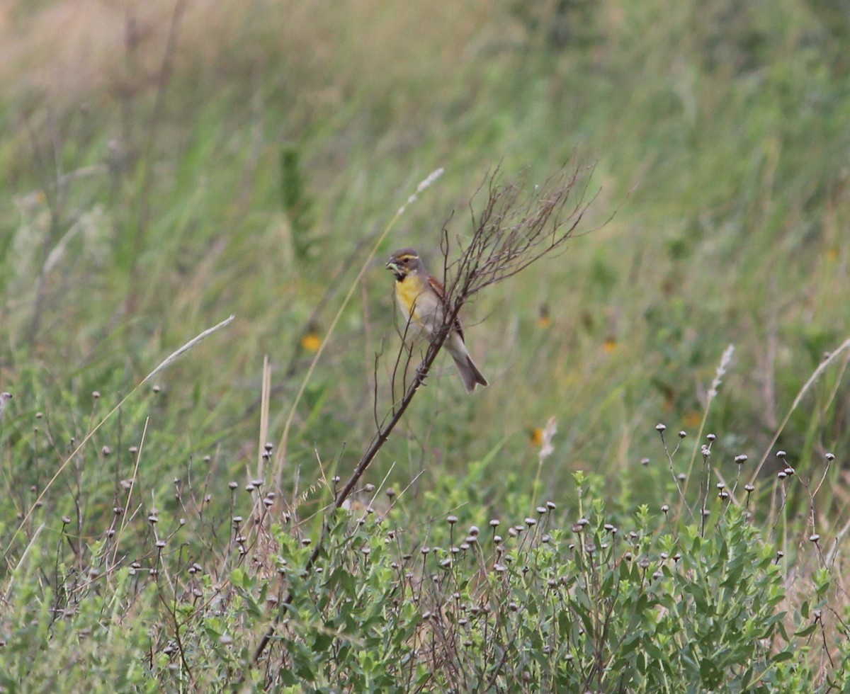 Dickcissel - ML30825951