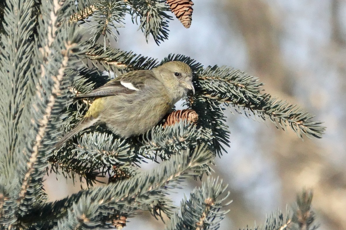 White-winged Crossbill - ML308259591