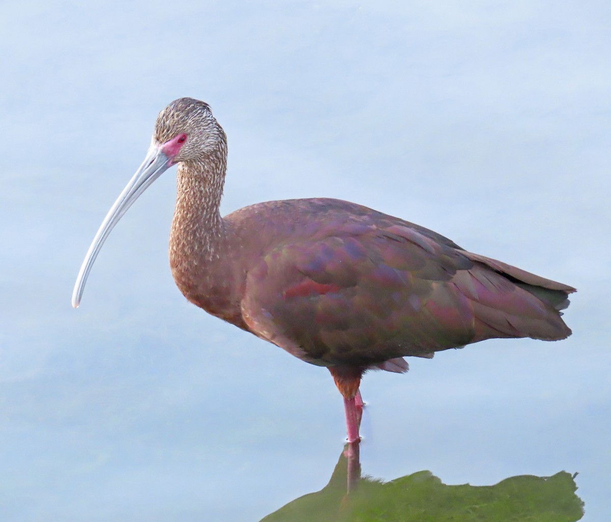 White-faced Ibis - Diane Etchison