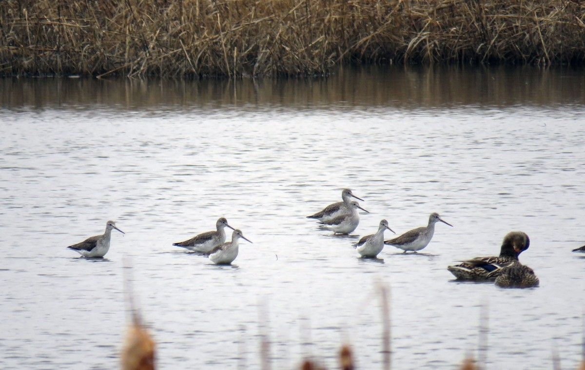 Greater Yellowlegs - ML308261681