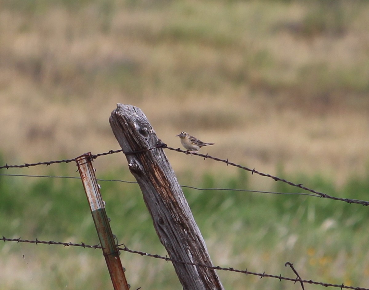 Grasshopper Sparrow - ML30826291