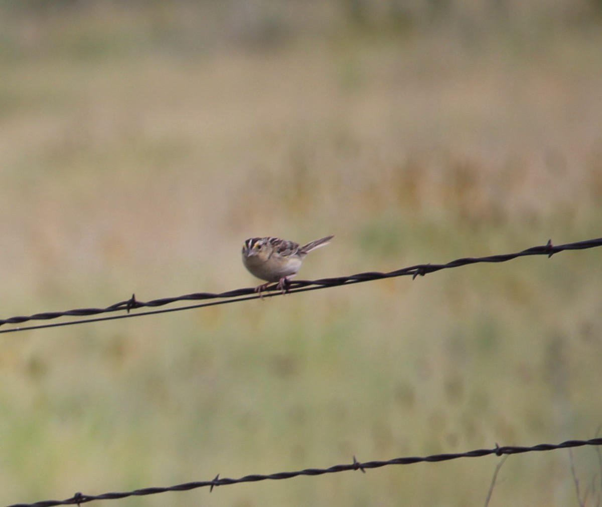 Grasshopper Sparrow - ML30826301