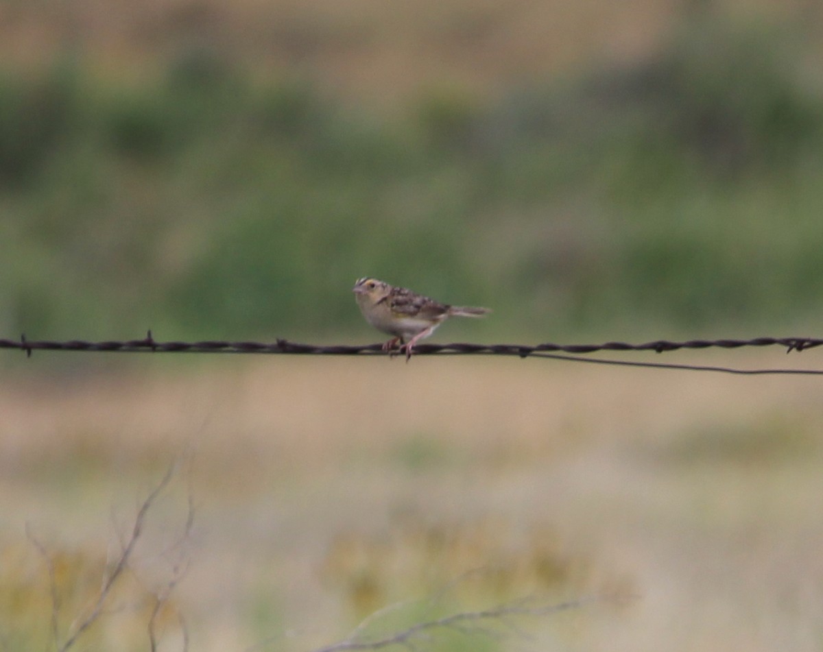 Chingolo Saltamontes - ML30826321