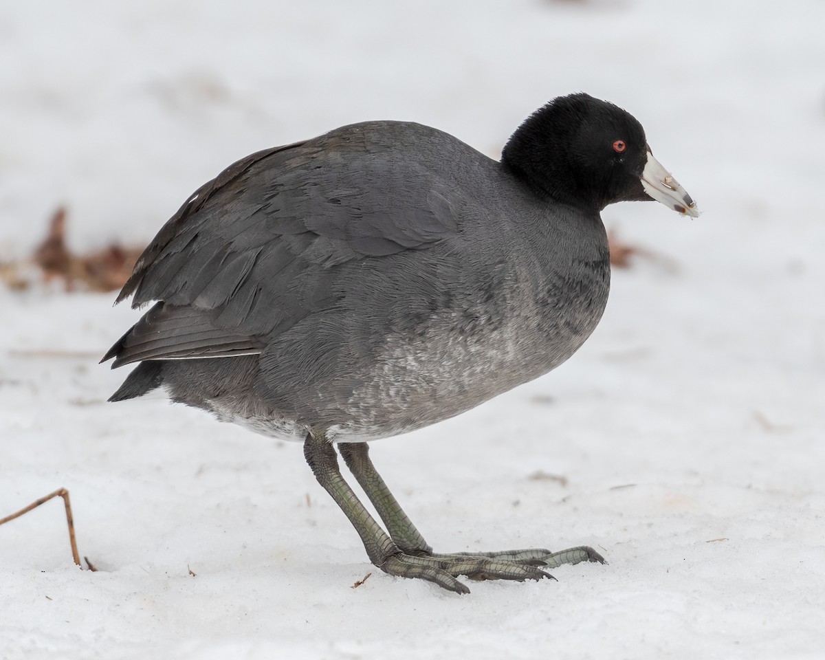 American Coot - ML308263291