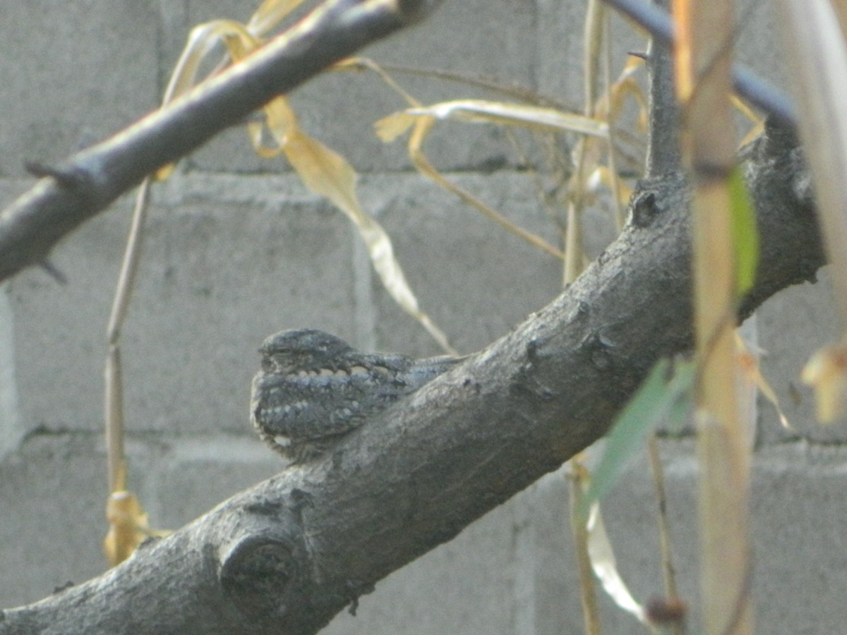 Lesser Nighthawk - Natalia L. Galeas