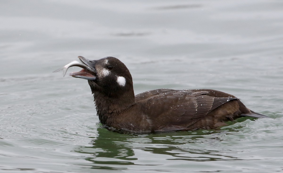 Harlequin Duck - ML308267191