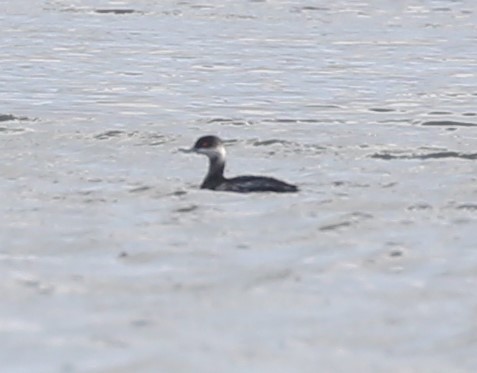 Eared Grebe - Viviane De Luccia