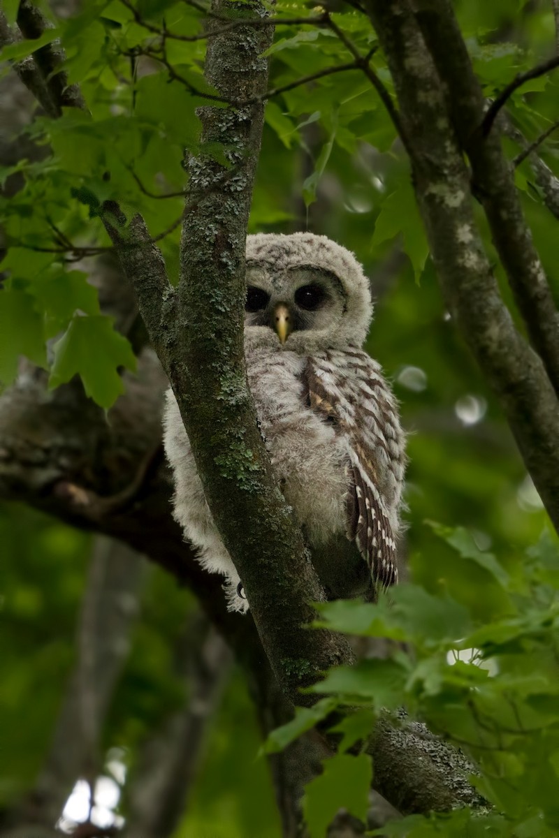 Barred Owl - ML30826821