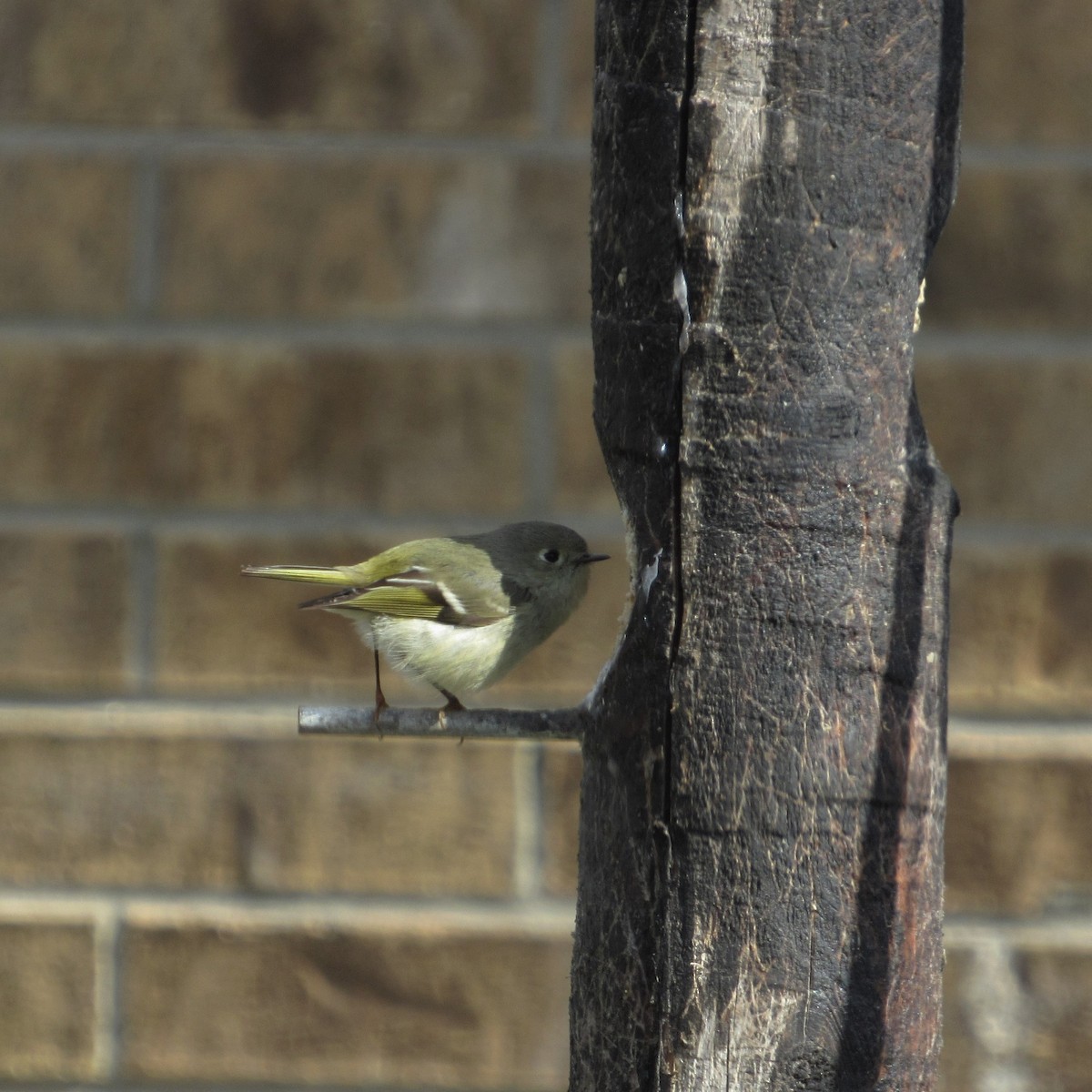 Ruby-crowned Kinglet - ML308275651