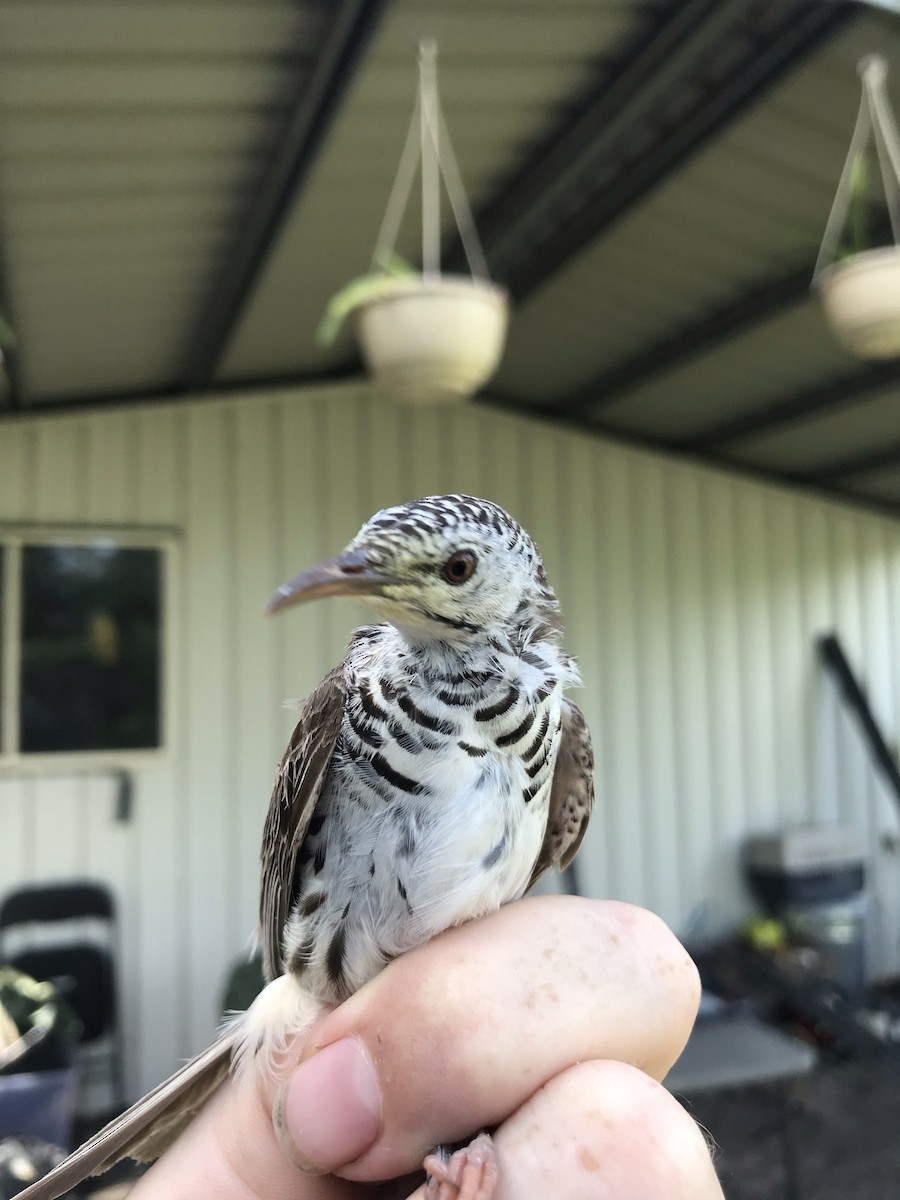 Bar-breasted Honeyeater - ML308275671