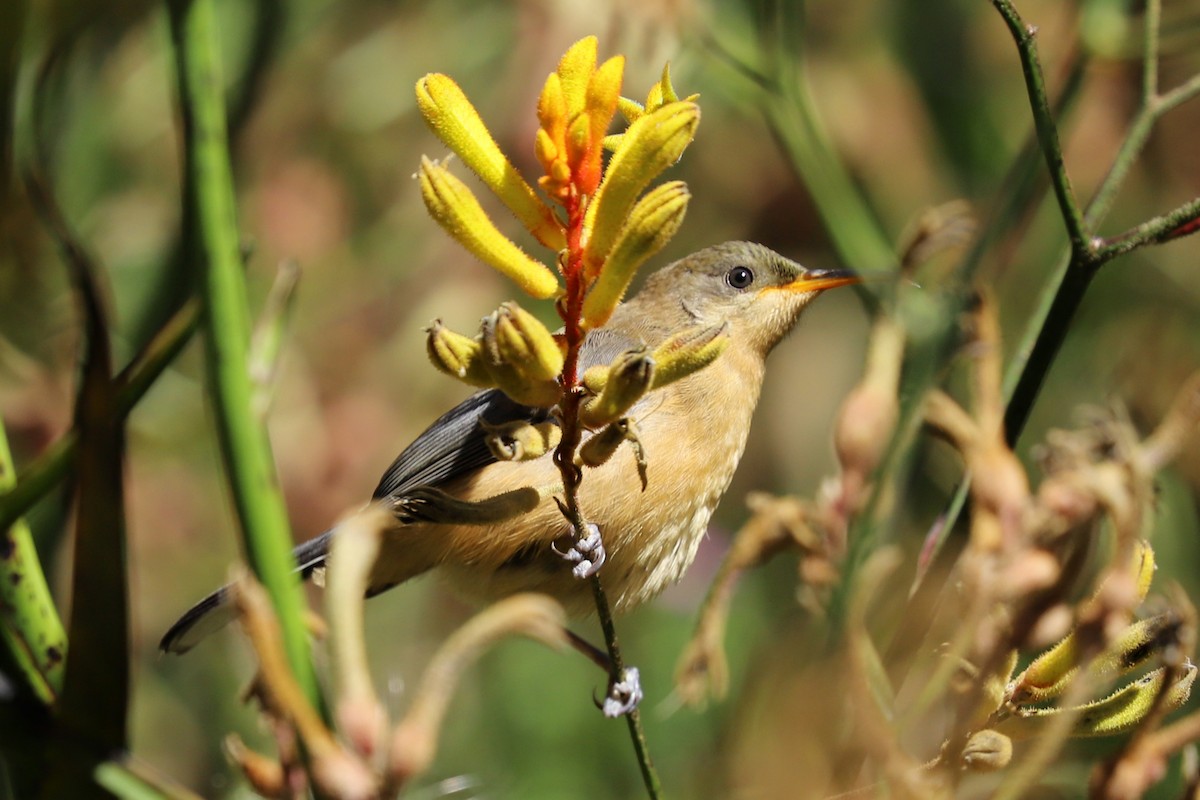 Eastern Spinebill - ML308276131