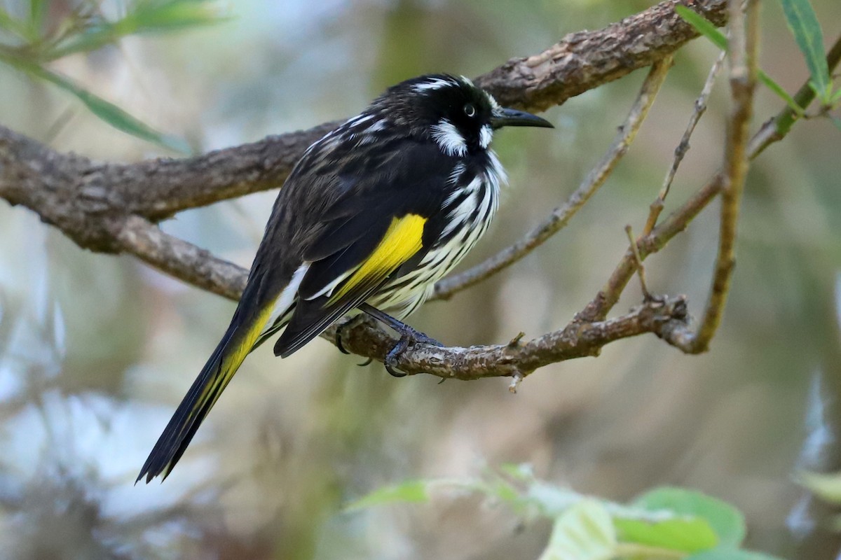 New Holland Honeyeater - ML308276221