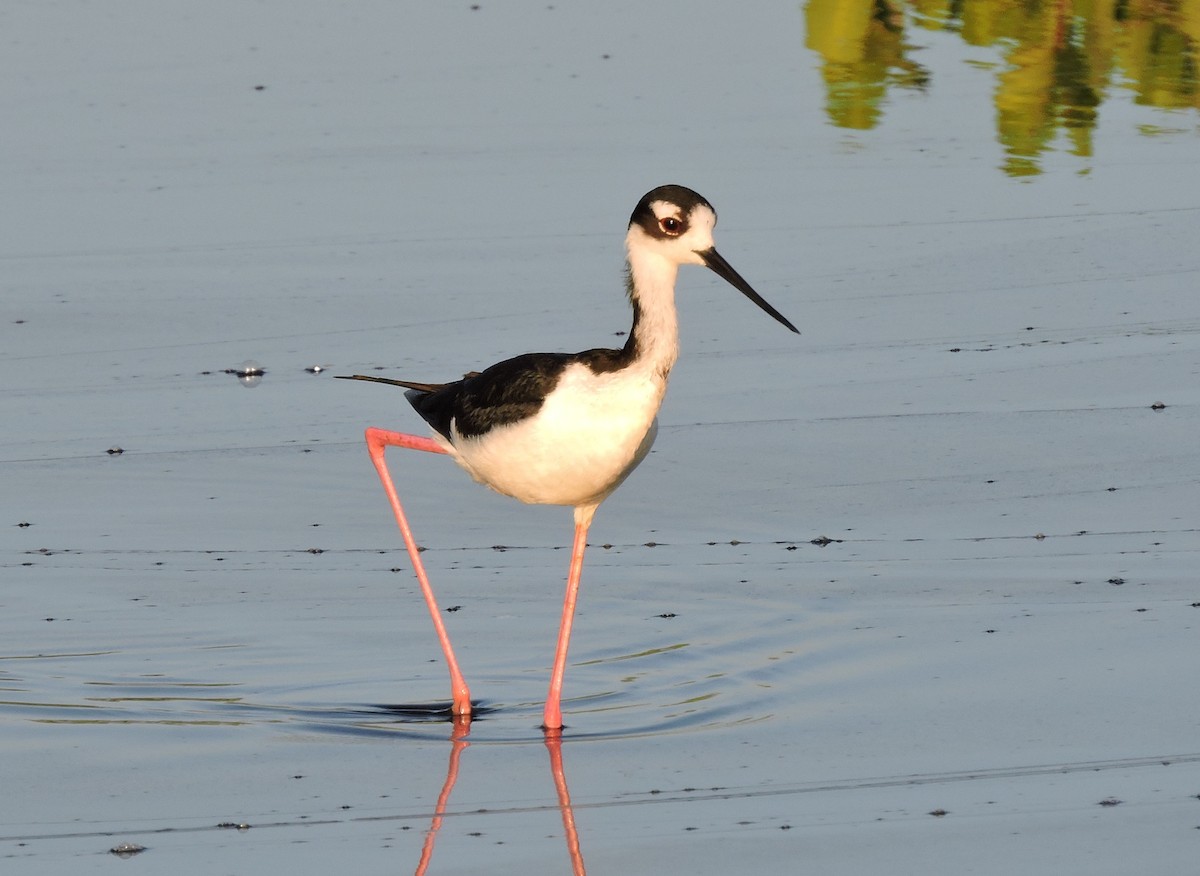 Black-necked Stilt - ML30827631