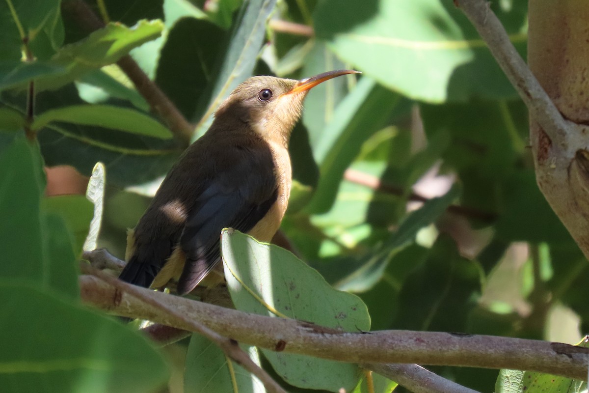 Eastern Spinebill - Deb & Rod R