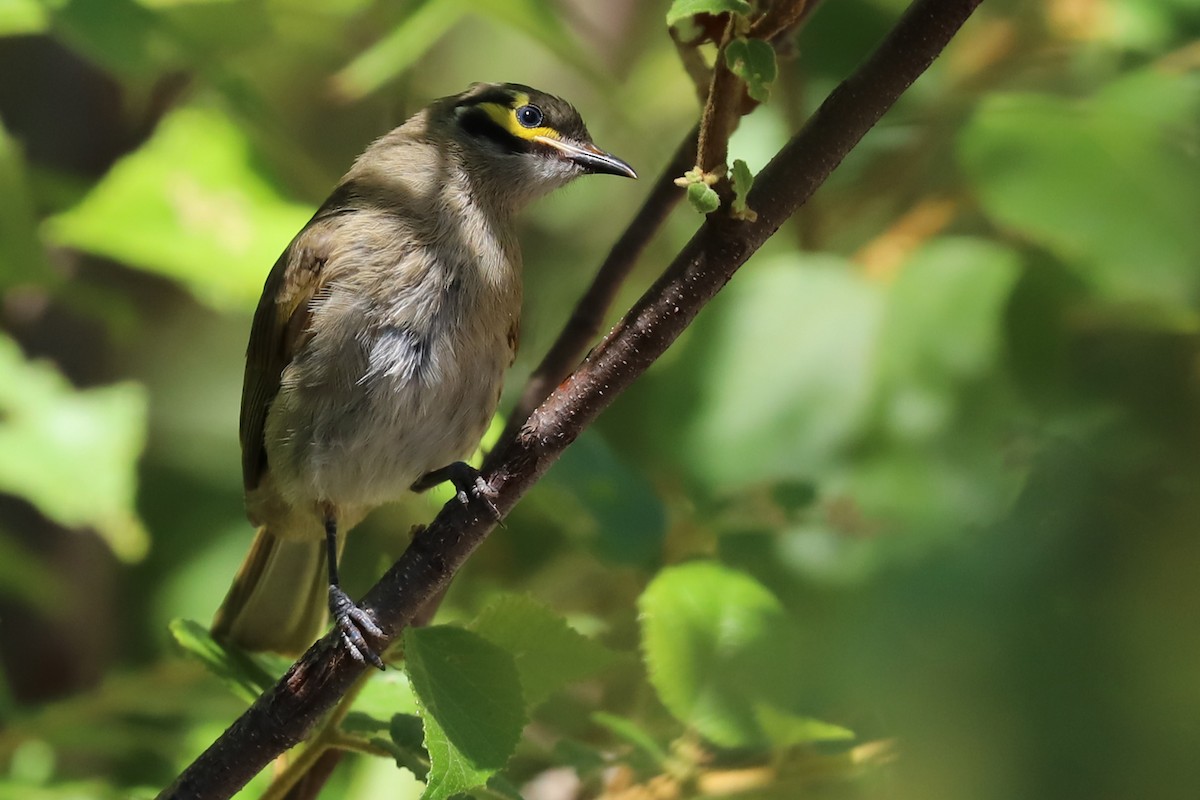 Yellow-faced Honeyeater - ML308276331