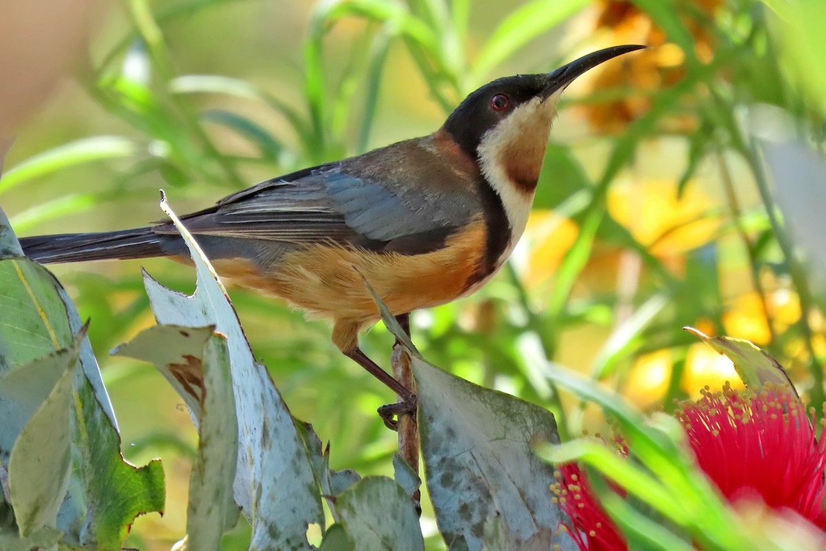 Eastern Spinebill - ML308276381