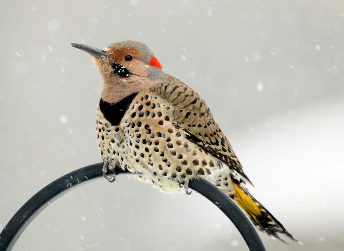 Northern Flicker - Sarah Morris