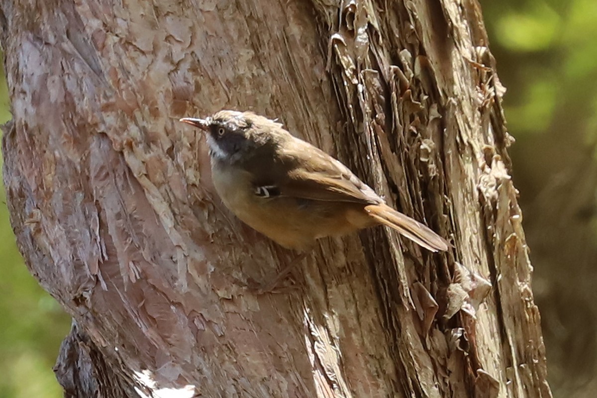 White-browed Scrubwren - ML308276541