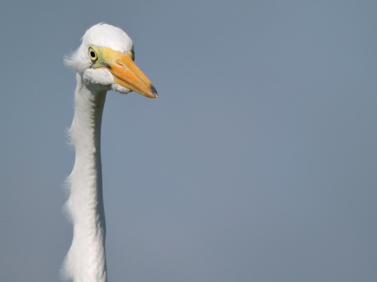 Great Egret - ML30827671