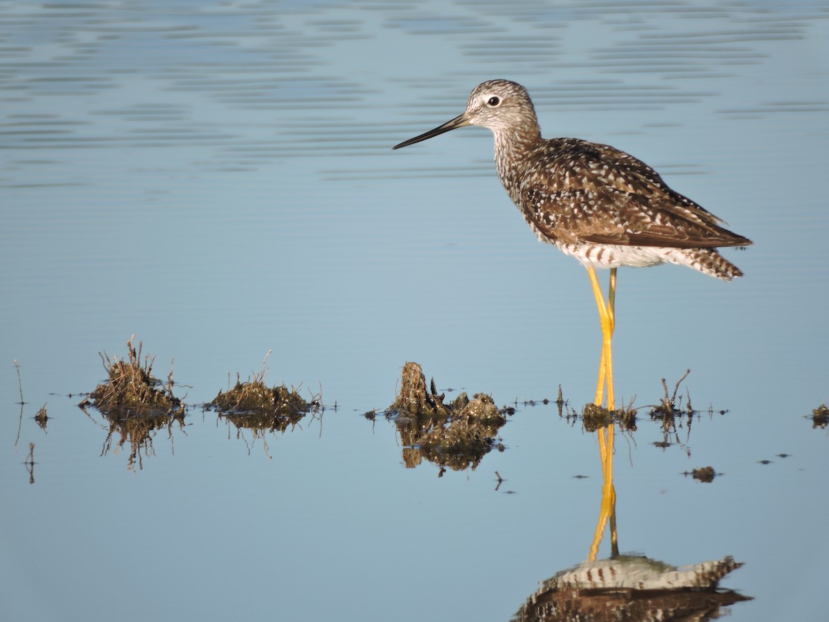 Greater Yellowlegs - ML30827691