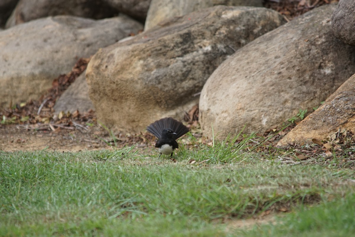 Willie-wagtail - ML308278391