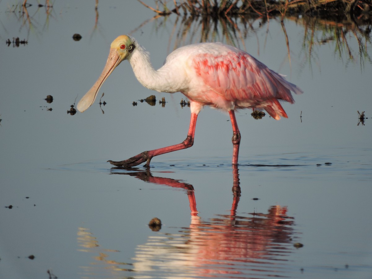 Roseate Spoonbill - ML30827851