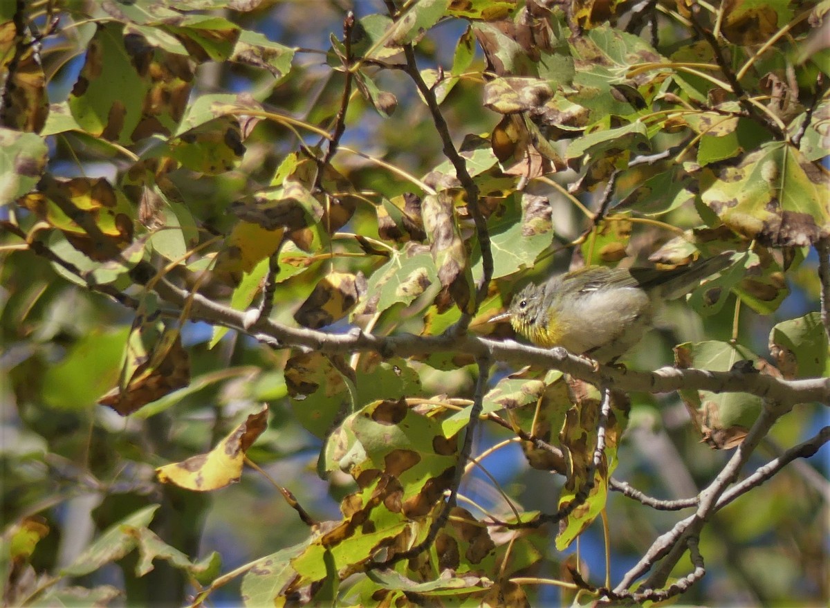 Northern Parula - Marco Beaulieu